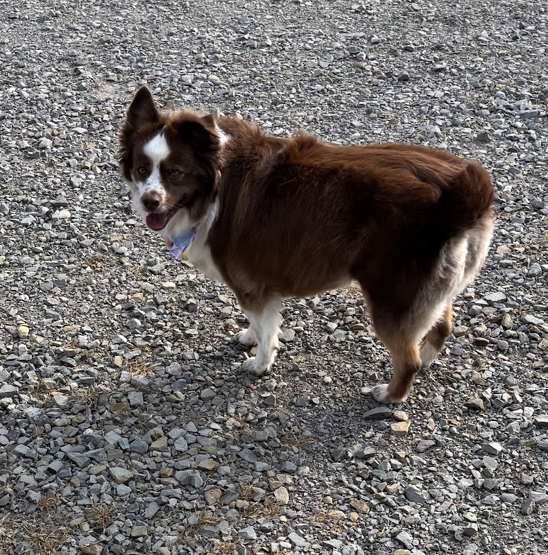 Dog Grooming and Boarding Spiro photo 4